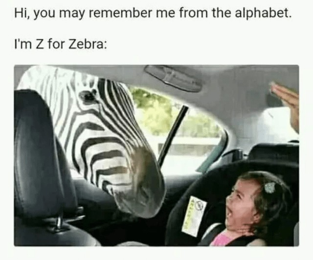 Zebra - meme