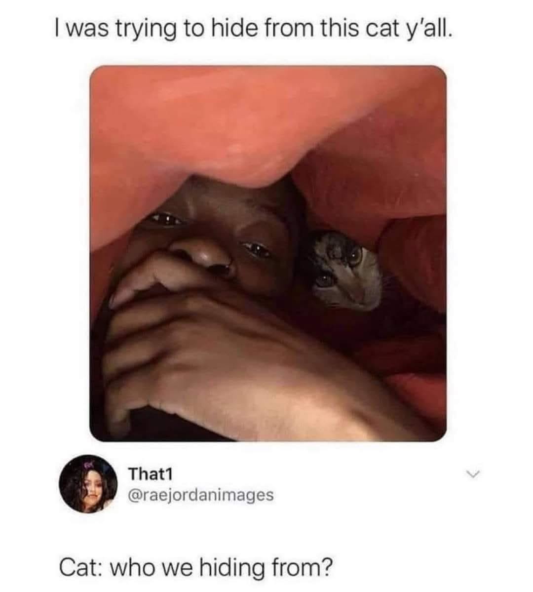 Trying to hide from this cat and he's asking who we hiding from - meme