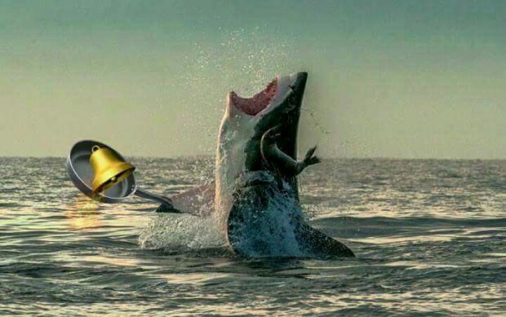 tubarão assassino - meme
