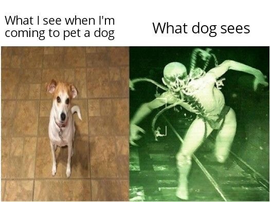 I don’t wanna be the dog. Just saying. - meme