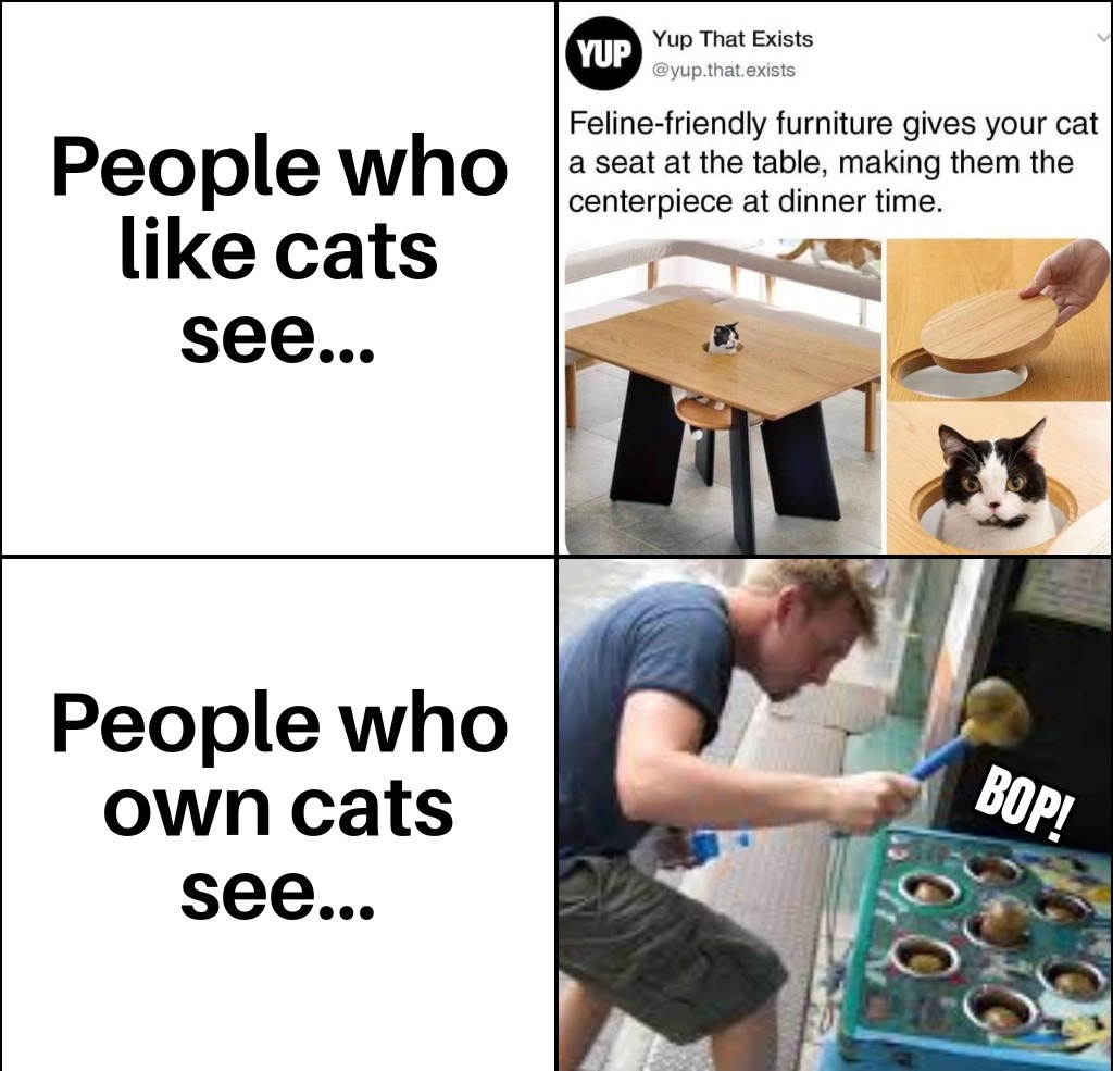 Cat owners meme