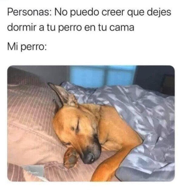 trabajando para que mi perro se pueda ver asi - meme