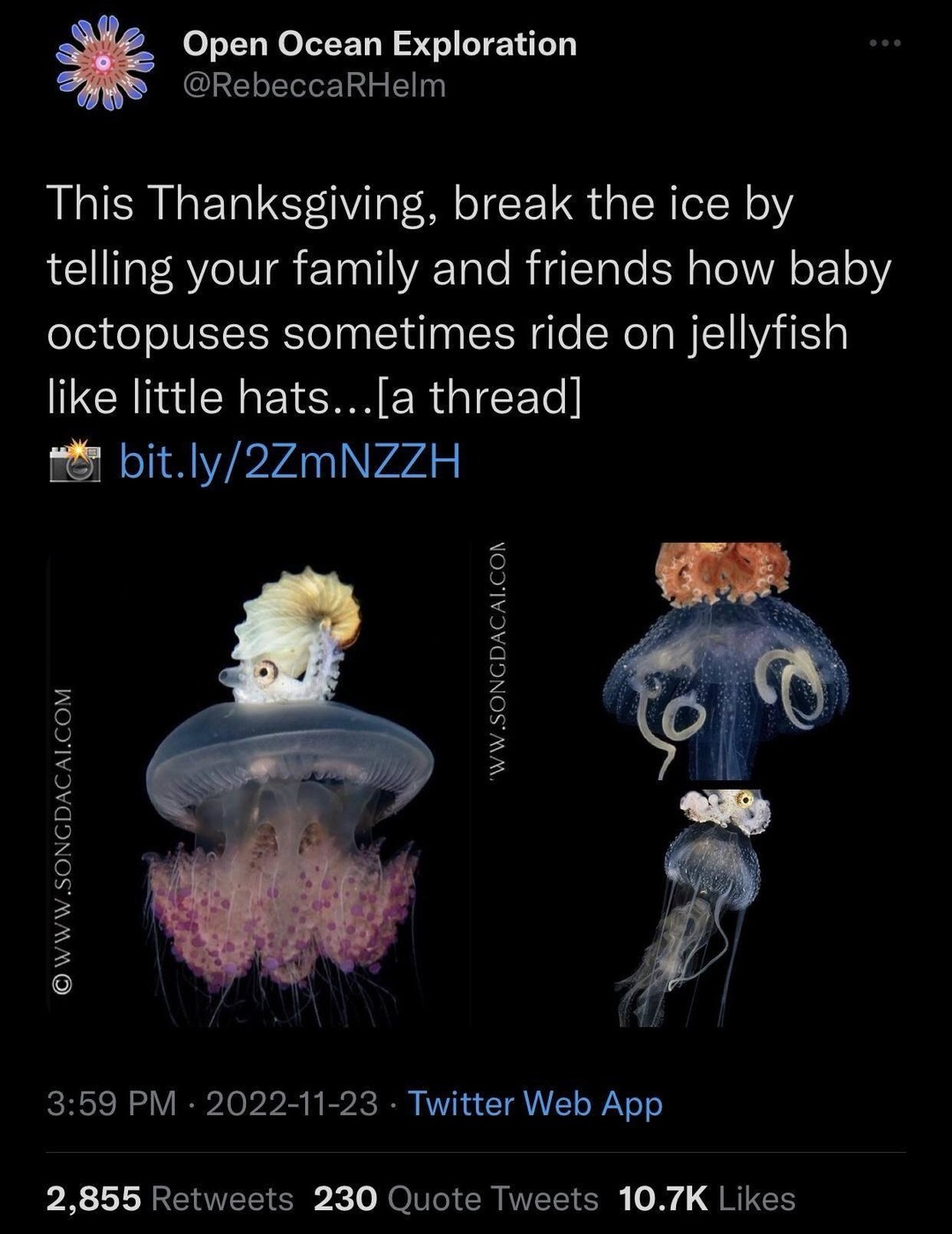 Baby octopuses riding jellyfish like hats is now my dinner topic - meme