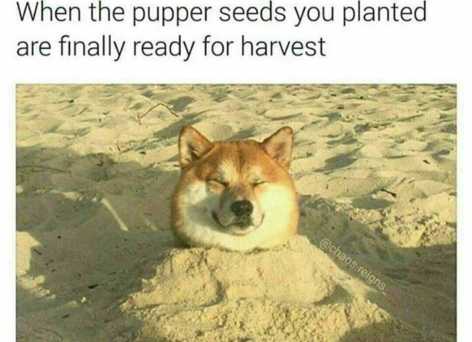 Pup seeds - meme