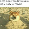 Pup seeds