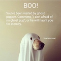 I ain't afraid of no ghost pup
