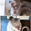 Oldest living wombat