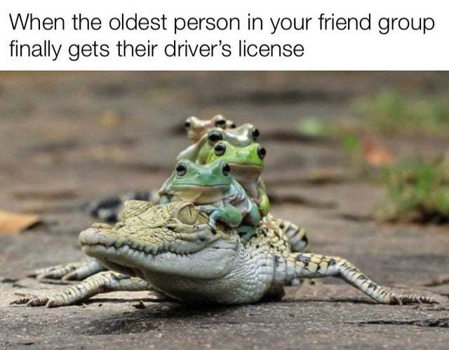 When the oldest person in your friend group finally gets their driver's license - meme