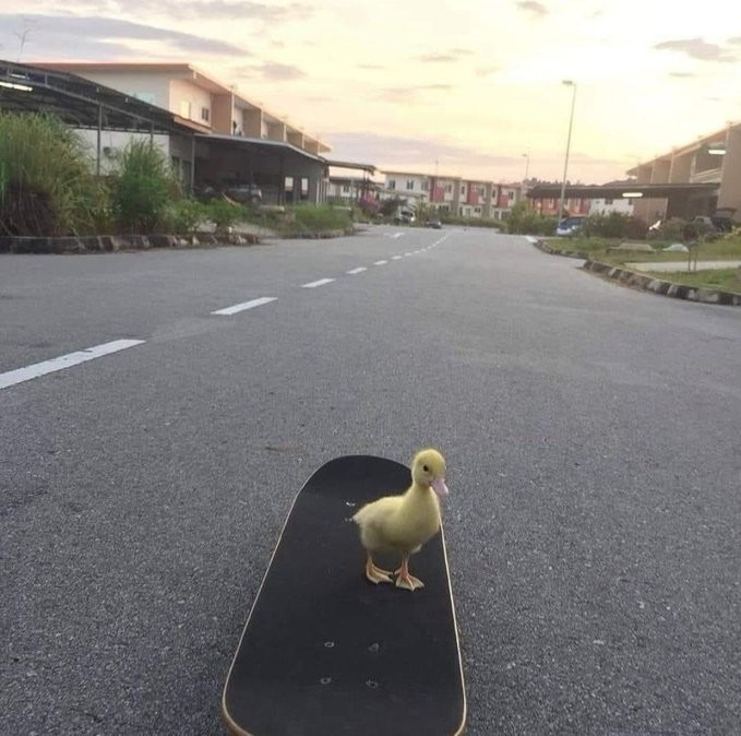 Pato skater - meme