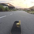 Pato skater