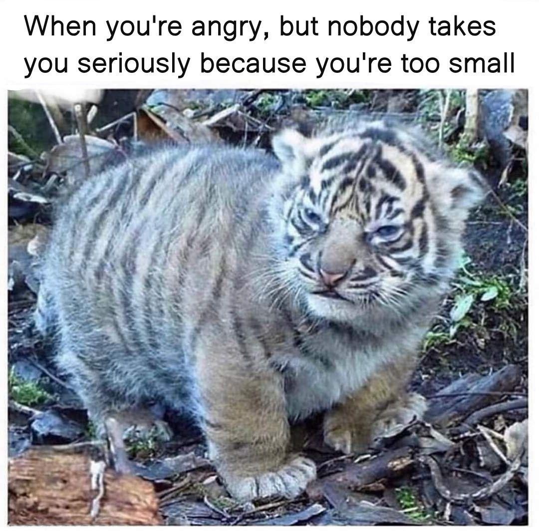 Tiger baby animal - meme