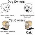 Dog owners vs cat owners