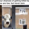 Watch out for those cows