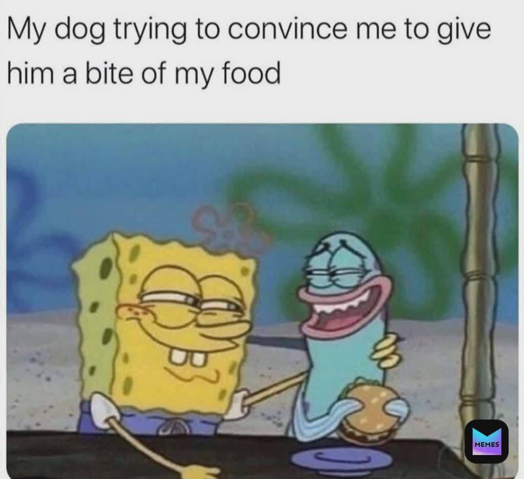 does your dog do this tell me in the comments below also no memes tomoorow until 2pm sorry