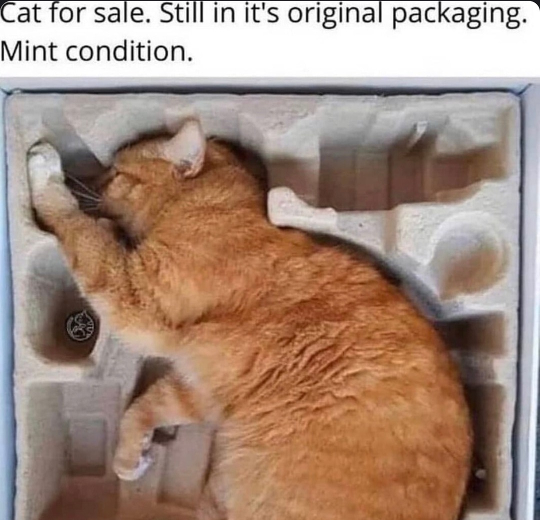Cat for sale: mint condition, never unboxed - meme