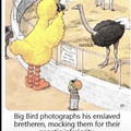 Big bird
