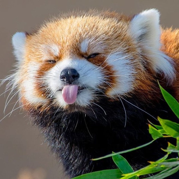 red panda so coot - meme
