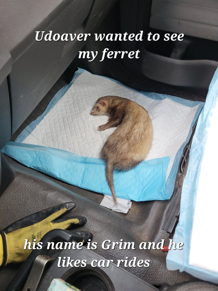 Here is a picture of my ferret for Udoaver - meme