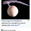 Dongs in a dongfish