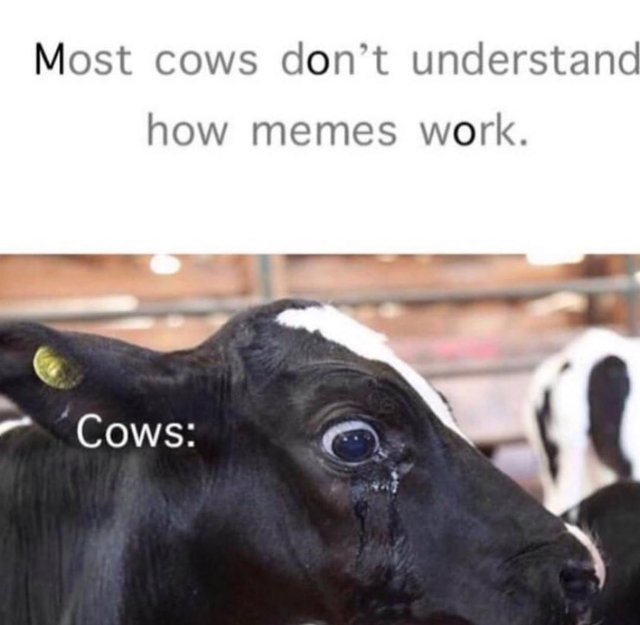 Most cows don't understand how memes work