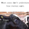 Most cows don't understand how memes work