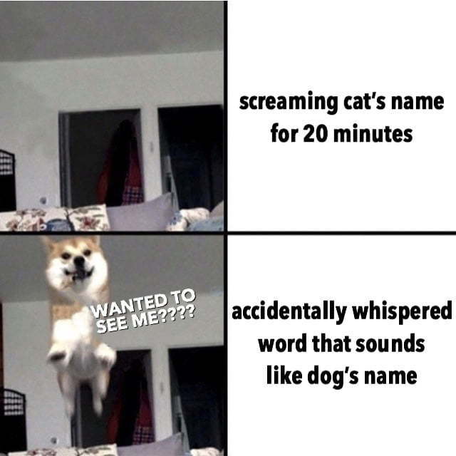 Dogs v cats - meme