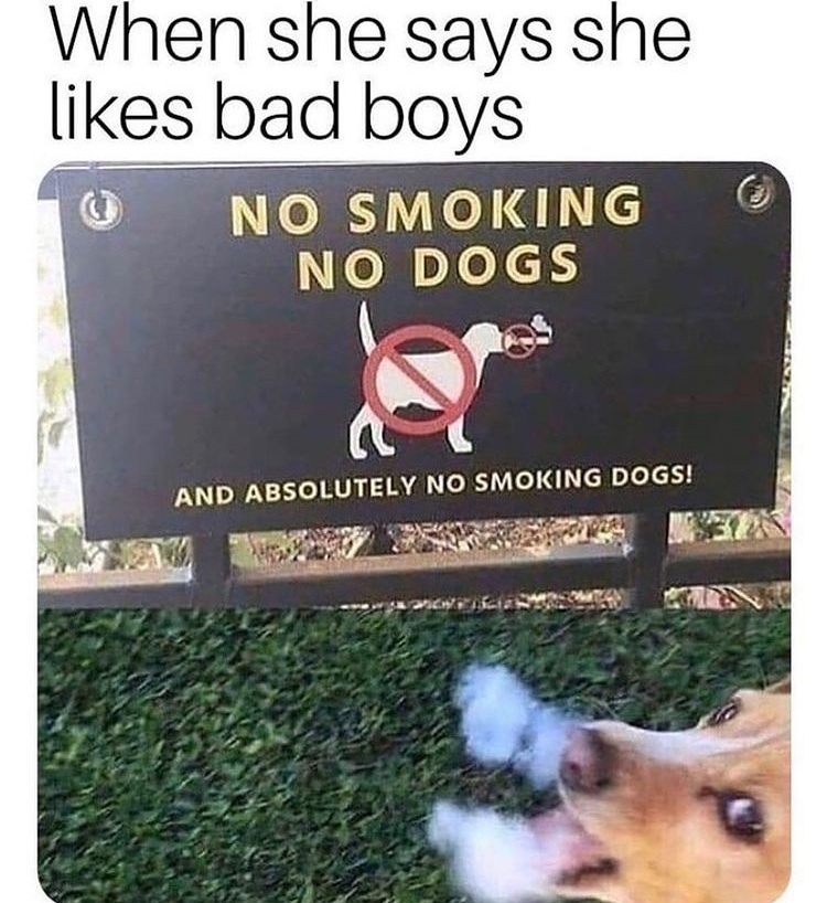 yes I am a smoking dog - meme