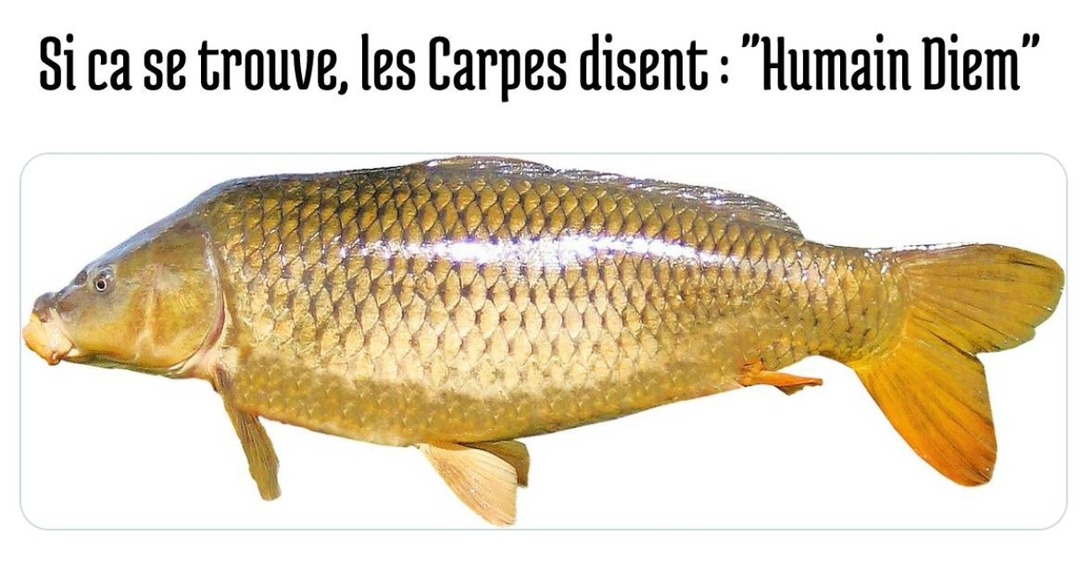 Les carpes ont capté la vibe philosophique humaine - meme