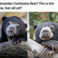 Confession Bear