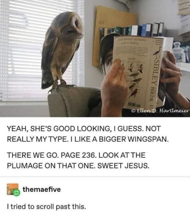 Judging birds like it’s Tinder for ornithologists - meme