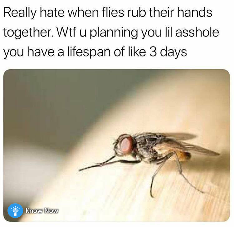 I hate bugs - meme
