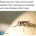 I hate bugs