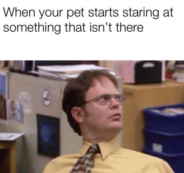 When your pet starts staring at something that isn't there - meme