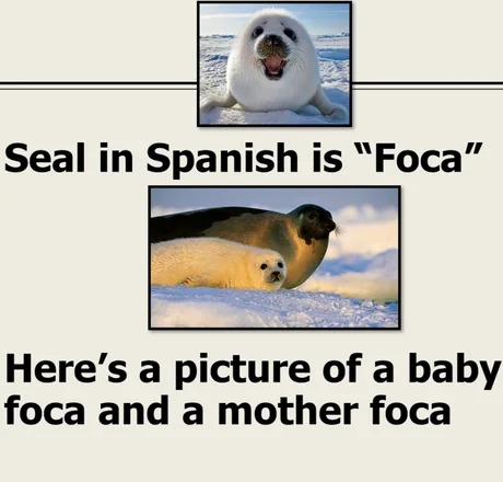 Spanish joke with seals - meme