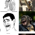 Monkeys=memes