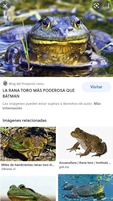 Rana toro>>>>batman - meme