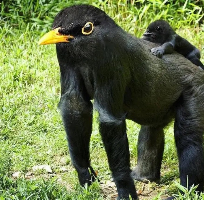 bird + gorilla - meme