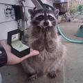 racoon happiness is the best