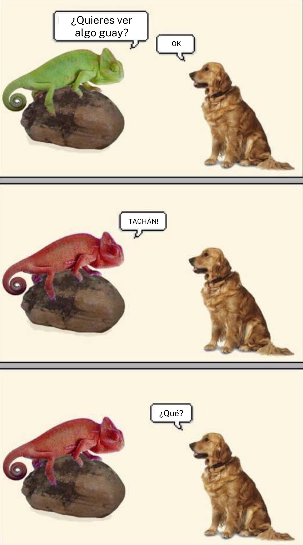 buena conversación entre un camaleón y un perro - meme