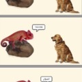 buena conversación entre un camaleón y un perro