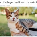 Radioactive cats in Britain