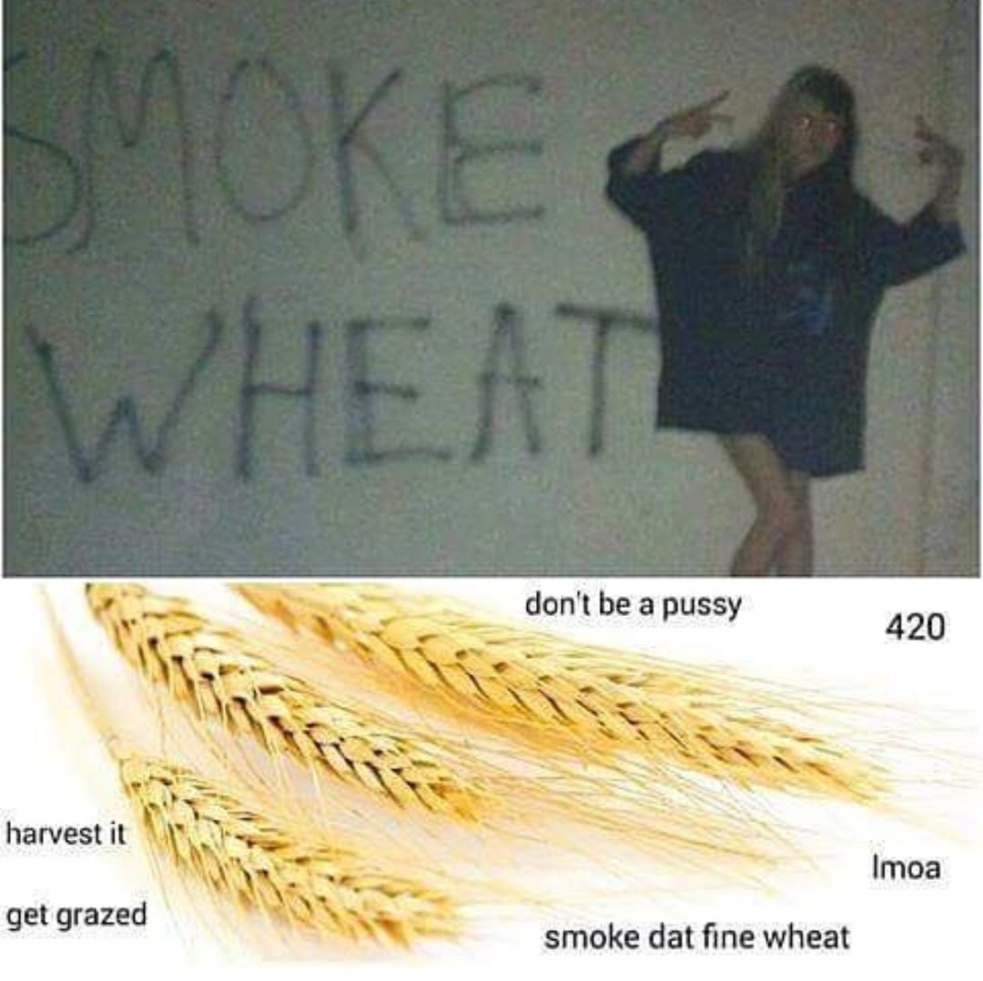 Smoke Wheat Everyday. - meme