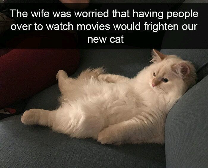 cat watching netflix - meme