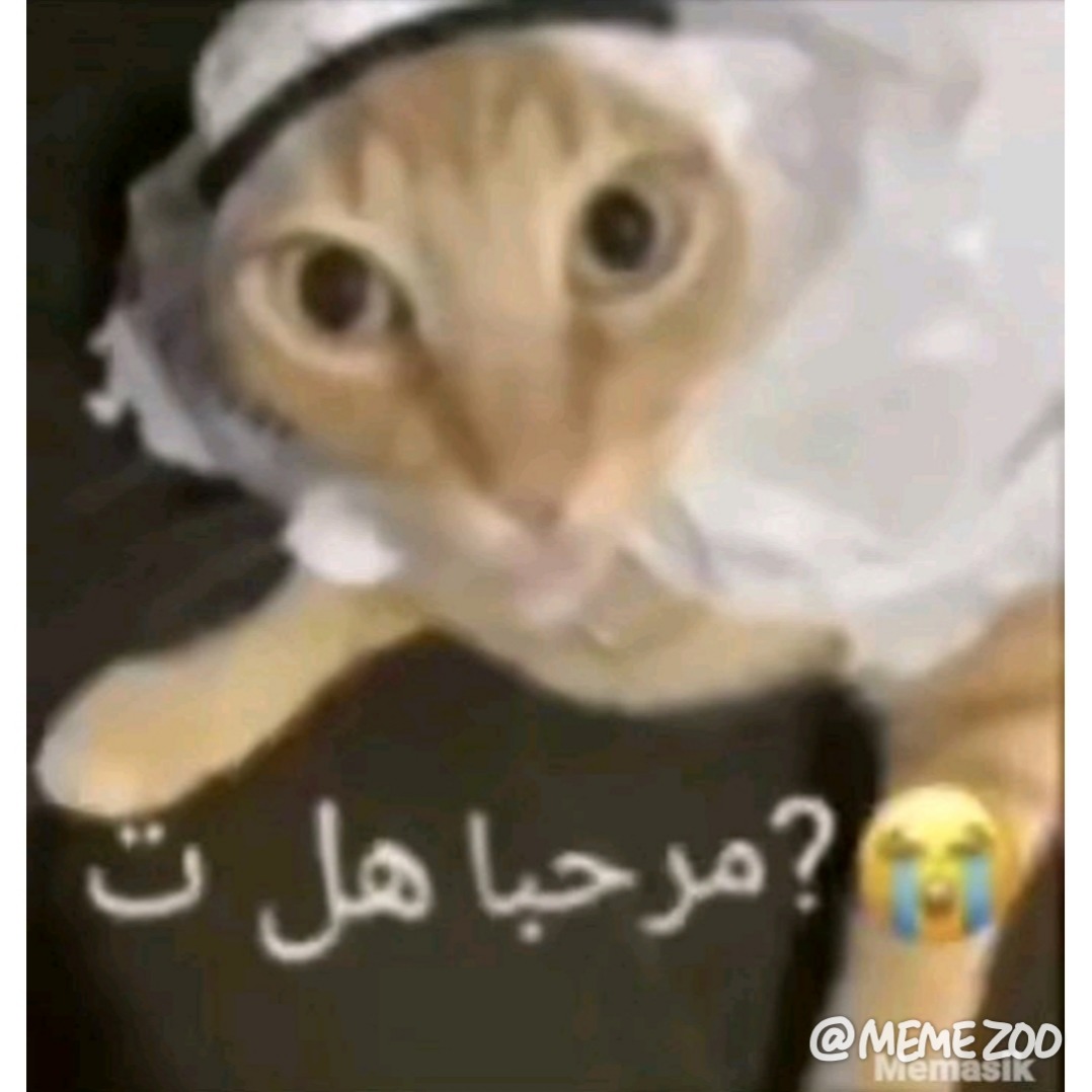 GATO ÁRABE - meme