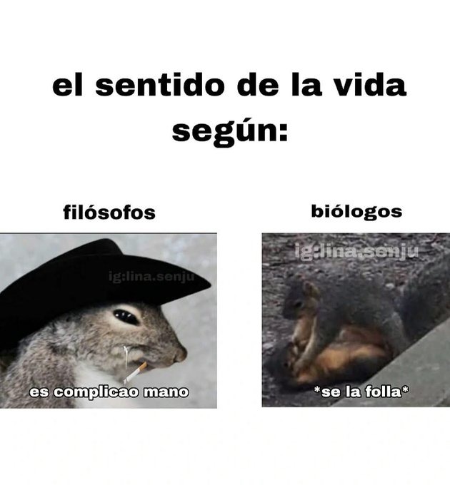 el sentido de la vida - meme