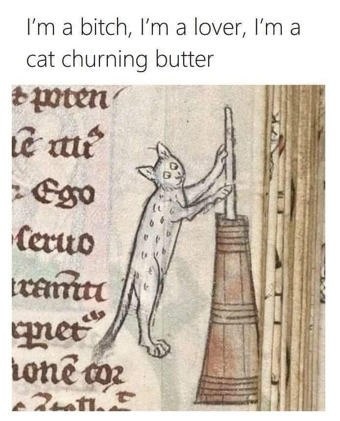 I'm a cat, I'm a mess, I'm an icon - meme
