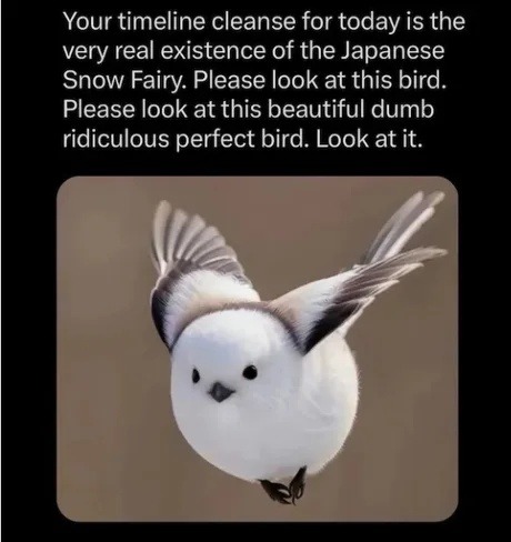 This snow fairy bird just healed 7 years of trauma - meme