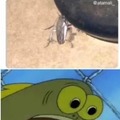 Silver cockroach