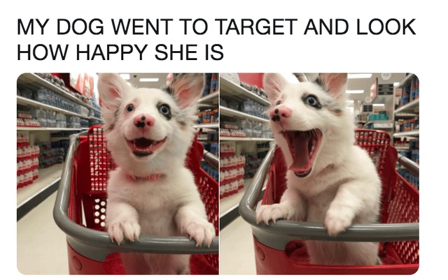 Happy dog at Target - meme