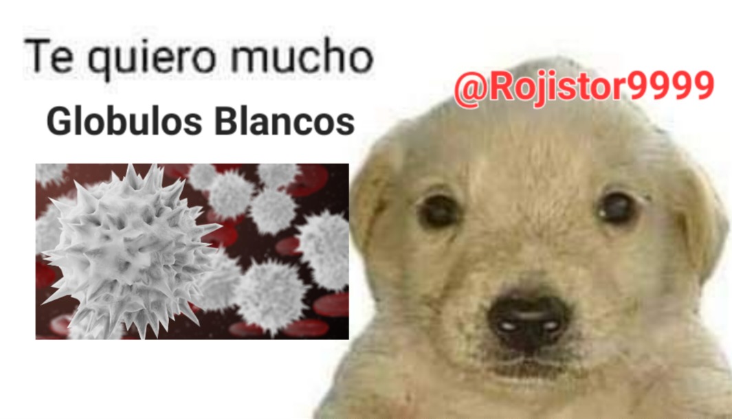 Te Quiero mucho - meme